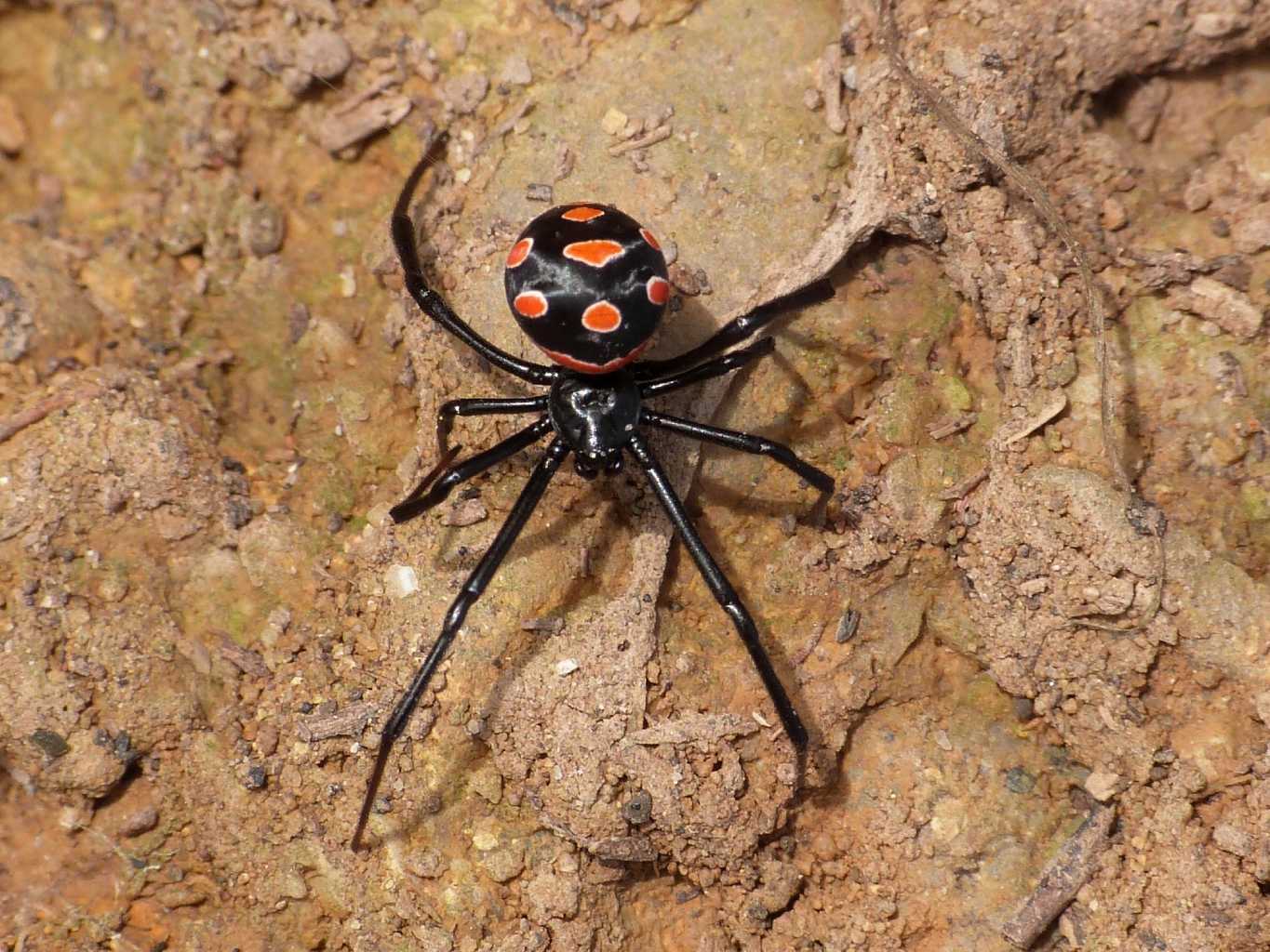 Latrodectus nel Lazio